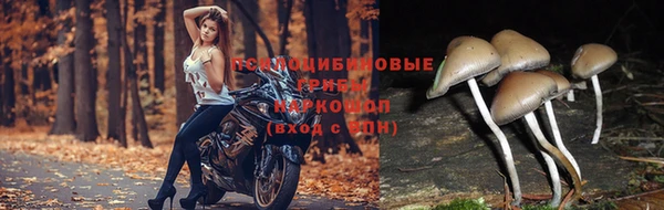 крисы Новокубанск